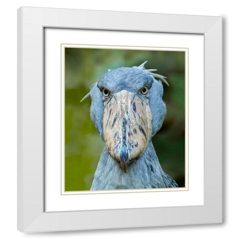 Shoe-billed Stork I White Modern Wood Framed Art Print with Double Matting by Fitzharris, Tim