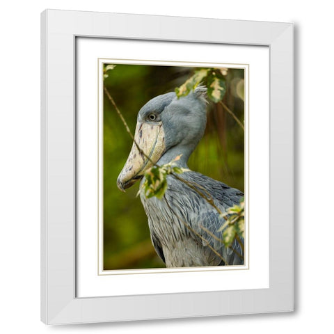 Shoe-billed Stork IV White Modern Wood Framed Art Print with Double Matting by Fitzharris, Tim