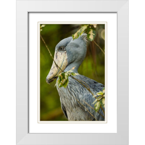 Shoe-billed Stork IV White Modern Wood Framed Art Print with Double Matting by Fitzharris, Tim