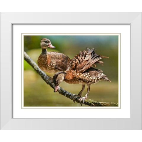 White Spotted Tree Ducks White Modern Wood Framed Art Print with Double Matting by Fitzharris, Tim