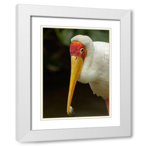 Yellow-billed Stork White Modern Wood Framed Art Print with Double Matting by Fitzharris, Tim