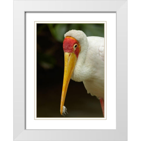 Yellow-billed Stork White Modern Wood Framed Art Print with Double Matting by Fitzharris, Tim