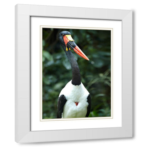 Saddle-billed Stork-Kenya White Modern Wood Framed Art Print with Double Matting by Fitzharris, Tim