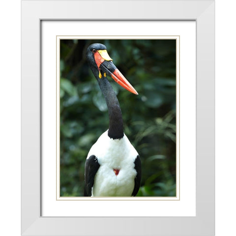 Saddle-billed Stork-Kenya White Modern Wood Framed Art Print with Double Matting by Fitzharris, Tim