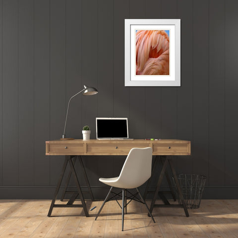 Caribbean Greater Flamingo Close-up of Back White Modern Wood Framed Art Print with Double Matting by Fitzharris, Tim