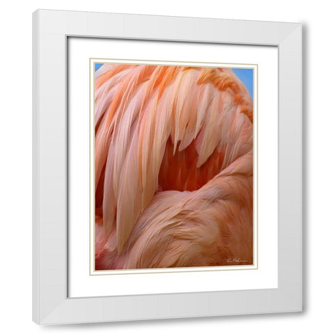 Caribbean Greater Flamingo Close-up of Back White Modern Wood Framed Art Print with Double Matting by Fitzharris, Tim