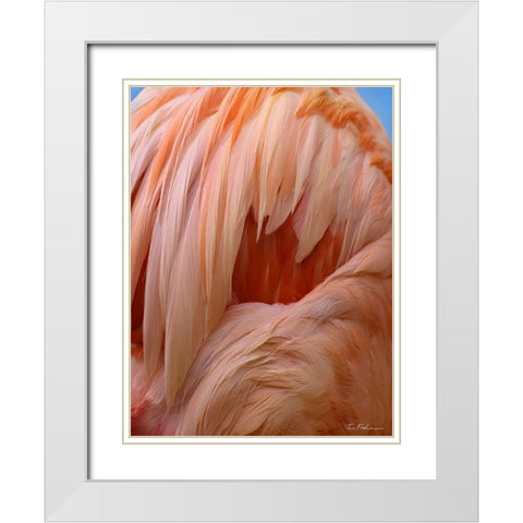 Caribbean Greater Flamingo Close-up of Back White Modern Wood Framed Art Print with Double Matting by Fitzharris, Tim