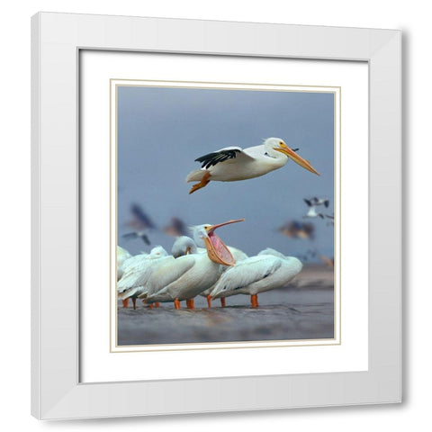 White Pelicans at Bolivar Flats-Texas White Modern Wood Framed Art Print with Double Matting by Fitzharris, Tim