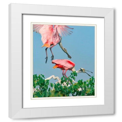 Roseate Spoonbills-HIgh Island-Texas USA White Modern Wood Framed Art Print with Double Matting by Fitzharris, Tim