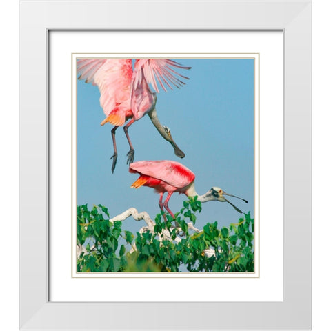 Roseate Spoonbills-HIgh Island-Texas USA White Modern Wood Framed Art Print with Double Matting by Fitzharris, Tim