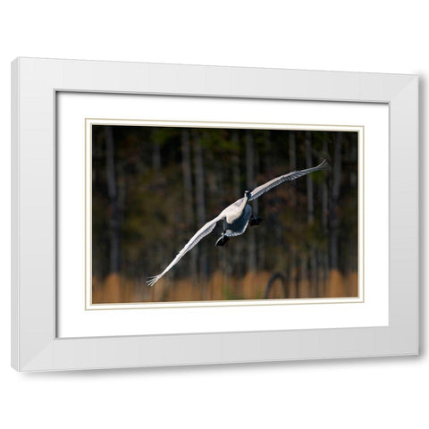 Trumpeter Swan-Arkansas I White Modern Wood Framed Art Print with Double Matting by Fitzharris, Tim