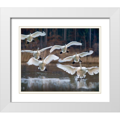 Trumpeter Swans Landing on Magness Lake-Arkansas I White Modern Wood Framed Art Print with Double Matting by Fitzharris, Tim