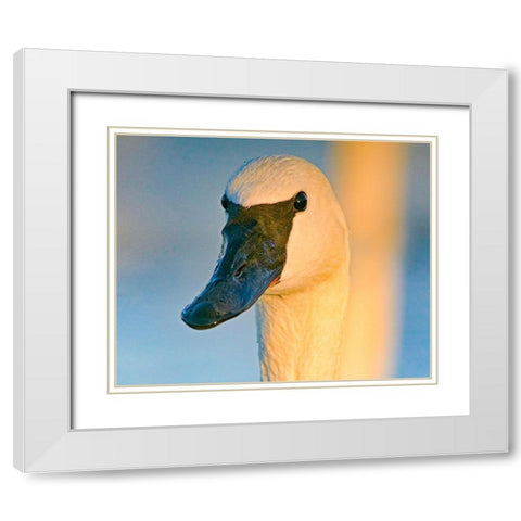 Trumpeter Swan-Magness Lake-Arkansas I White Modern Wood Framed Art Print with Double Matting by Fitzharris, Tim