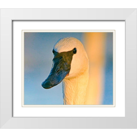 Trumpeter Swan-Magness Lake-Arkansas I White Modern Wood Framed Art Print with Double Matting by Fitzharris, Tim