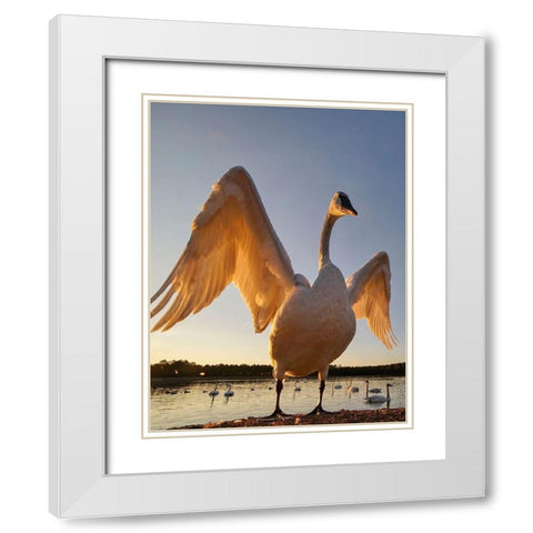 Trumpeter Swan-Magness Lake-Arkansas II White Modern Wood Framed Art Print with Double Matting by Fitzharris, Tim