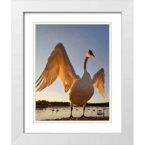 Trumpeter Swan-Magness Lake-Arkansas II White Modern Wood Framed Art Print with Double Matting by Fitzharris, Tim