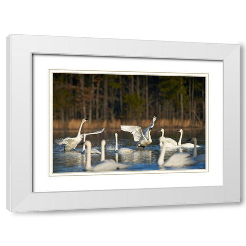 Trumpeter Swans Social Behaviour-Magness Lake-Arkansas White Modern Wood Framed Art Print with Double Matting by Fitzharris, Tim