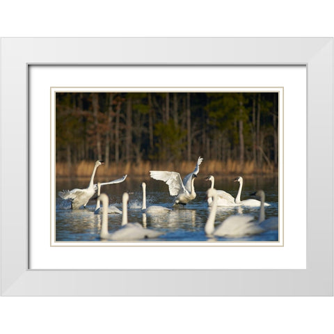 Trumpeter Swans Social Behaviour-Magness Lake-Arkansas White Modern Wood Framed Art Print with Double Matting by Fitzharris, Tim