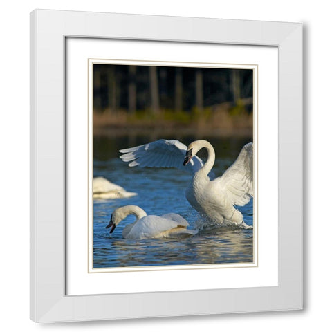 Trumpeter Swans Pair-Arkansas White Modern Wood Framed Art Print with Double Matting by Fitzharris, Tim
