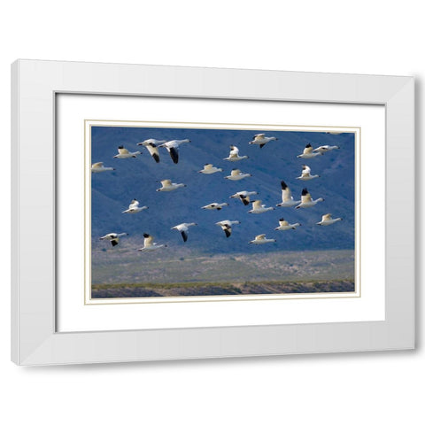 Snow Geese-Bosque del Apache National Wildlife Refuge-New Mexico II White Modern Wood Framed Art Print with Double Matting by Fitzharris, Tim