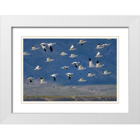 Snow Geese-Bosque del Apache National Wildlife Refuge-New Mexico II White Modern Wood Framed Art Print with Double Matting by Fitzharris, Tim