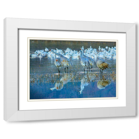 Sandhill Cranes-Bosque del Apache National Wildlife Refuge-New Mexico I White Modern Wood Framed Art Print with Double Matting by Fitzharris, Tim