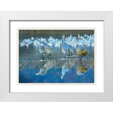 Sandhill Cranes-Bosque del Apache National Wildlife Refuge-New Mexico I White Modern Wood Framed Art Print with Double Matting by Fitzharris, Tim