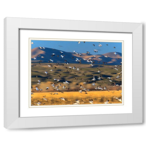 Snow Geese and Sandhill Cranes-Bosque del Apache National Wildlife Refuge-New Mexico White Modern Wood Framed Art Print with Double Matting by Fitzharris, Tim