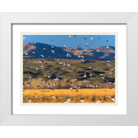 Snow Geese and Sandhill Cranes-Bosque del Apache National Wildlife Refuge-New Mexico White Modern Wood Framed Art Print with Double Matting by Fitzharris, Tim