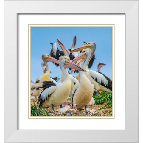 Australian Pelican Colony-Penguin Island-Australia I White Modern Wood Framed Art Print with Double Matting by Fitzharris, Tim