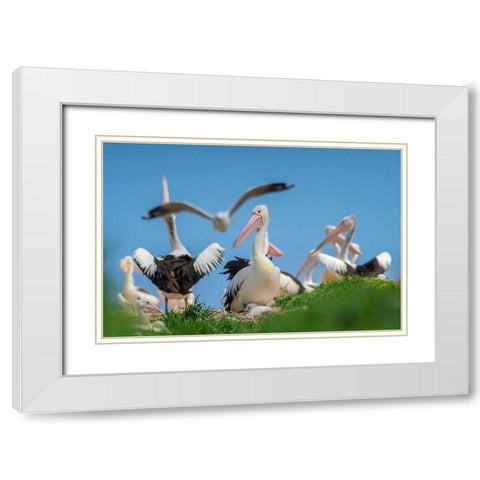 Australian Pelican Colony-Penguin Island-Australia II White Modern Wood Framed Art Print with Double Matting by Fitzharris, Tim