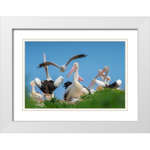 Australian Pelican Colony-Penguin Island-Australia II White Modern Wood Framed Art Print with Double Matting by Fitzharris, Tim