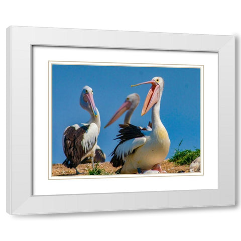 Australian Pelican Colony-Penguin Island-Australia III White Modern Wood Framed Art Print with Double Matting by Fitzharris, Tim