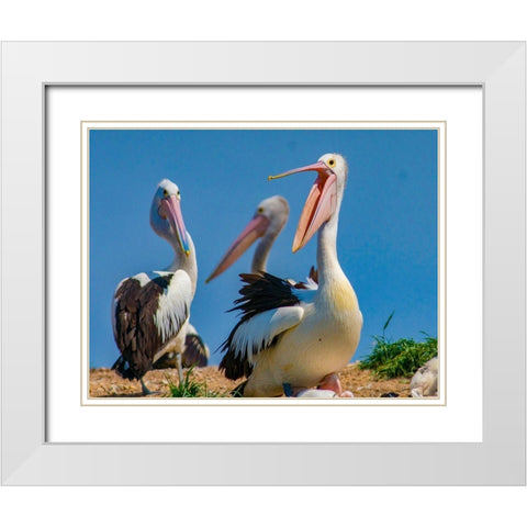 Australian Pelican Colony-Penguin Island-Australia III White Modern Wood Framed Art Print with Double Matting by Fitzharris, Tim