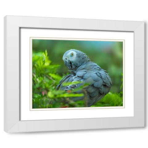 African Gray Parrot Portrait I White Modern Wood Framed Art Print with Double Matting by Fitzharris, Tim