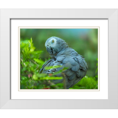 African Gray Parrot Portrait I White Modern Wood Framed Art Print with Double Matting by Fitzharris, Tim