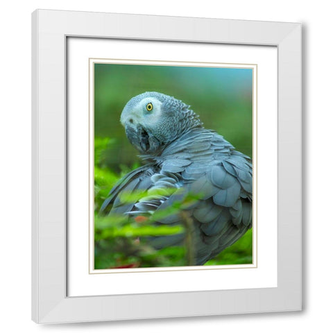 African Gray Parrot Portrait II White Modern Wood Framed Art Print with Double Matting by Fitzharris, Tim