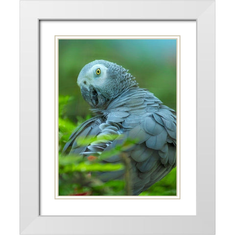 African Gray Parrot Portrait II White Modern Wood Framed Art Print with Double Matting by Fitzharris, Tim