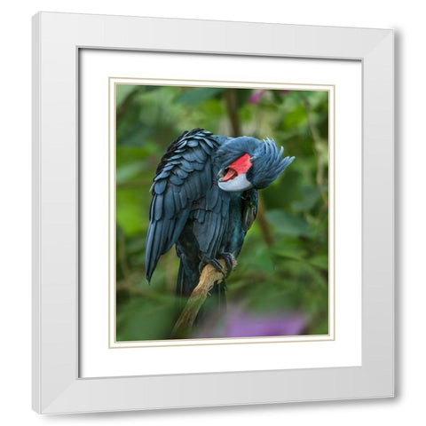 Black Palm Cockatoo-Indonesia White Modern Wood Framed Art Print with Double Matting by Fitzharris, Tim