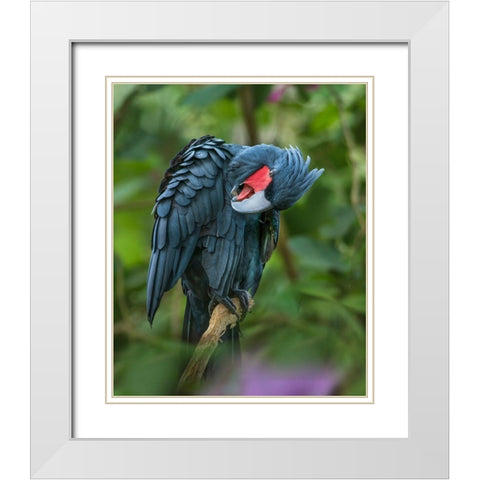 Black Palm Cockatoo-Indonesia White Modern Wood Framed Art Print with Double Matting by Fitzharris, Tim