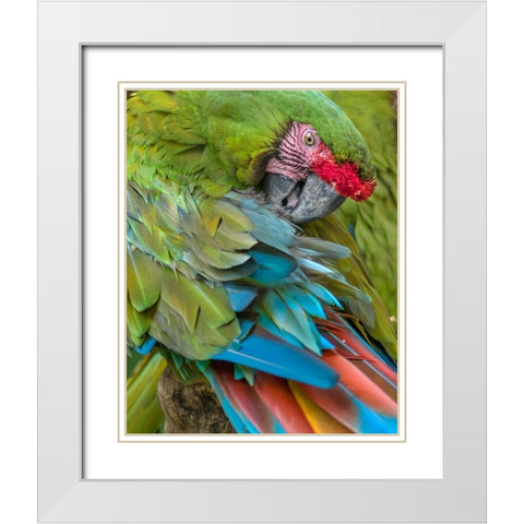 Blue Macaw Preening I White Modern Wood Framed Art Print with Double Matting by Fitzharris, Tim