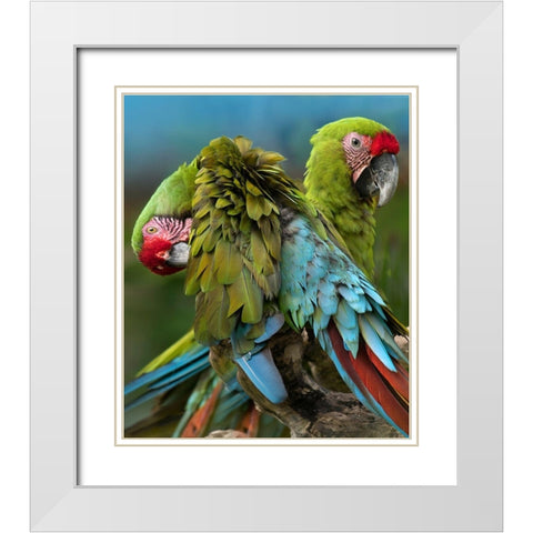 Blue Macaw Preening II White Modern Wood Framed Art Print with Double Matting by Fitzharris, Tim