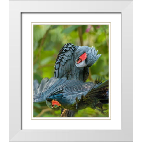 Giant Palm Cockatoos-Indonesia White Modern Wood Framed Art Print with Double Matting by Fitzharris, Tim