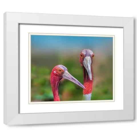 Indian Cranes White Modern Wood Framed Art Print with Double Matting by Fitzharris, Tim