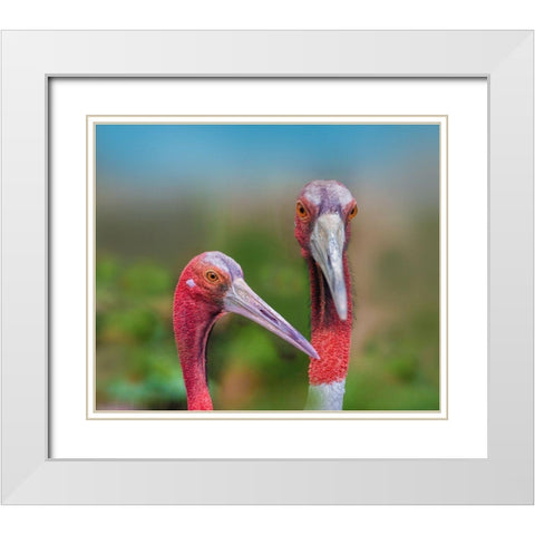 Indian Cranes White Modern Wood Framed Art Print with Double Matting by Fitzharris, Tim