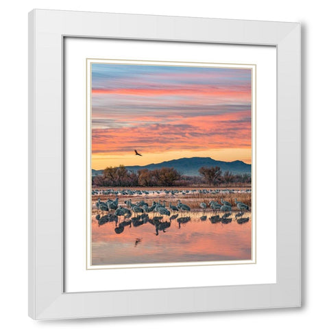 Sandhill Cranes-Bosque del Apache National Wildlife Refuge-New Mexico III White Modern Wood Framed Art Print with Double Matting by Fitzharris, Tim