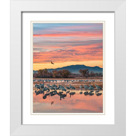 Sandhill Cranes-Bosque del Apache National Wildlife Refuge-New Mexico III White Modern Wood Framed Art Print with Double Matting by Fitzharris, Tim