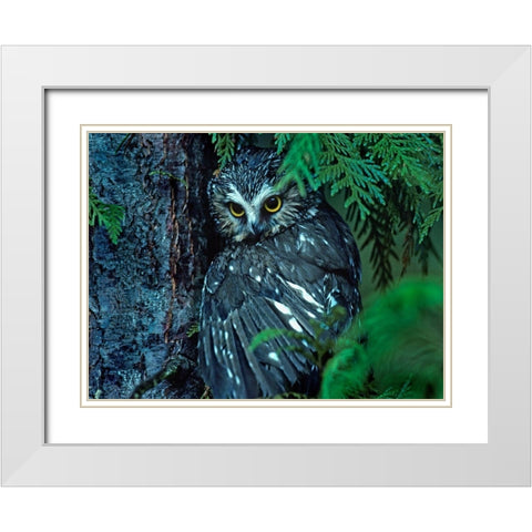 Northern Saw-whet Owl Mantling Prey British Columbia White Modern Wood Framed Art Print with Double Matting by Fitzharris, Tim