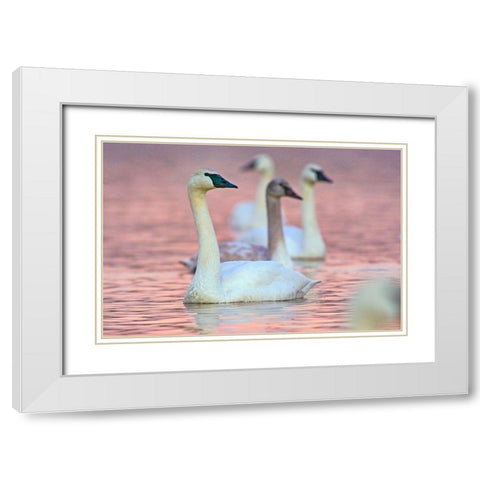 Trumpeter Swans at Twilight-Arkansas I White Modern Wood Framed Art Print with Double Matting by Fitzharris, Tim