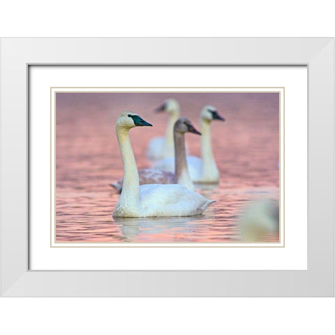 Trumpeter Swans at Twilight-Arkansas I White Modern Wood Framed Art Print with Double Matting by Fitzharris, Tim